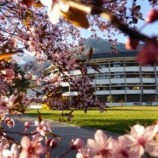 Bild1 Haus mit Blüten