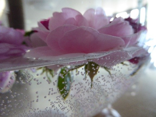 Bild10 Rose im Wasser