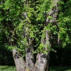 Bild11 großer Baum mit Bank